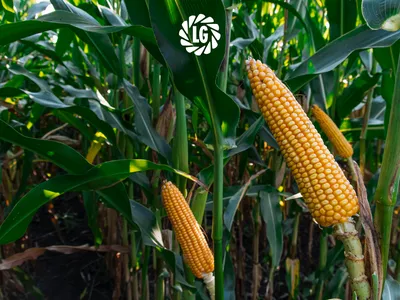 Кукуруза – самые популярные сорта - Агро Провіжн