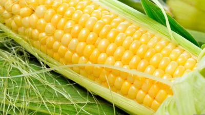 Кукуруза сахарная - технология выращивания на капельном орошении