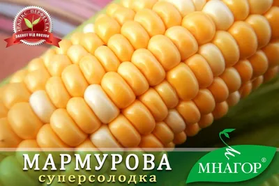 Кукуруза Мегатон F1 купить в Минске, цена в интернет магазине