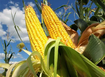 Кукуруза сахарная початки 1 кг купить в Иркутске с доставкой, цена на сайте  | ETexpress