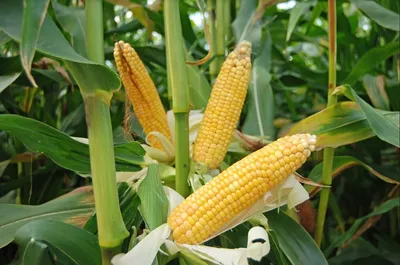 Купить семена Кукуруза сахарная Русское лакомство в Минске и почтой по  Беларуси