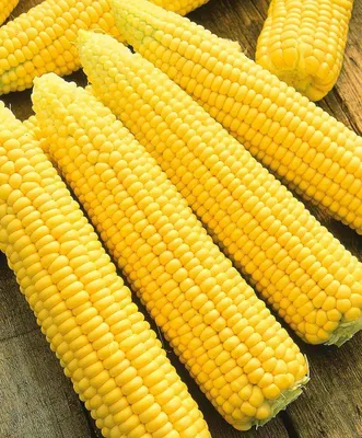 Сахарная кукуруза ТУРБИН F1 - купить семена с доставкой почтой по Украине  из Винницы посевного материала