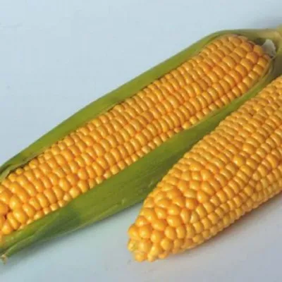 Кукуруза – два типа: как правильно выбрать молодую и сладкую