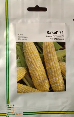 Ранние фазы развития кукурузы: факторы риска | ГлавАгроном | Дзен
