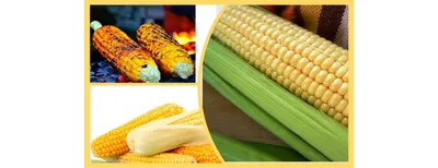 Как выбрать кукурузу для посадки в новом сезоне - Бізнес - Статьи