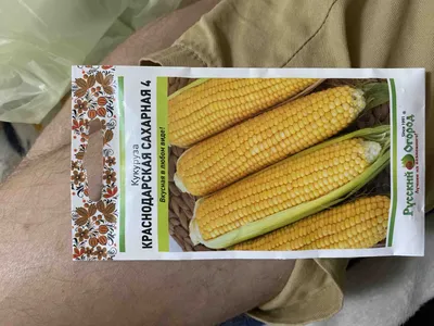 Кукуруза сахарная Трофи F1 - описание, заказать семена по оптовой цене