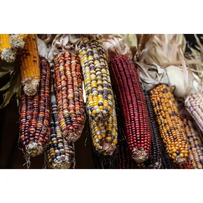 Семена кукурузы сахарной купить оптом и в розницу в Украине | Веснодар