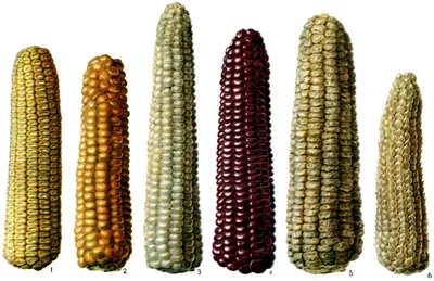 Сорта кукурузы и их посев - купить семена с доставкой почтой по Украине из  Винницы посевного материала