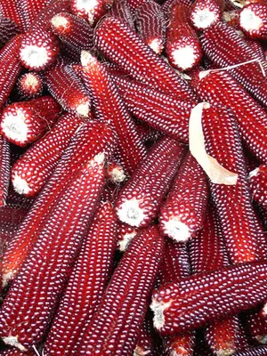 Выращивание кукурузы попкорн и лучшие сорта | Агро Сіті