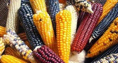 Кукуруза для попкорна - купить с доставкой по выгодным ценам в  интернет-магазине OZON (365828508)
