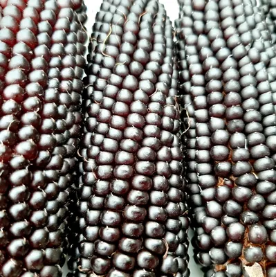 Казахстанским фермерам предложат выращивать кукурузу на попкорн