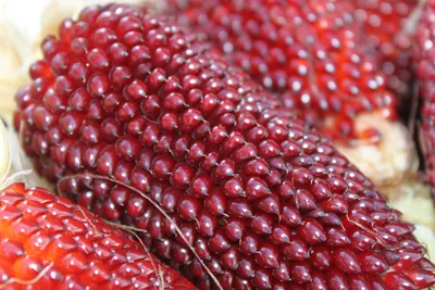 Кукуруза для попкорна, крупное зерно, 500 грамм, Ореховая Марка - купить с  доставкой по выгодным ценам в интернет-магазине OZON (694709982)