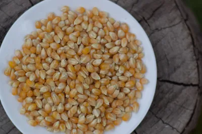 Зерновые и бобовые :: Кукуруза :: Кукуруза для попкорна Caramel Шариком  США, 100г