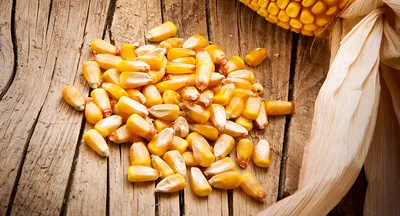 Лучшие сорта кукурузы для попкорна 🍿 | HAPPY CORN | Дзен
