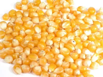 Кукуруза для попкорна купить в СПб. Купить зерно кукурузы для попкорна в  интернет-магазине оптом и в розницу