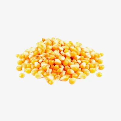 Кукуруза \"Джантар\" - попкорн сорта; маис - – Garden Seeds Market |  Бесплатная доставка