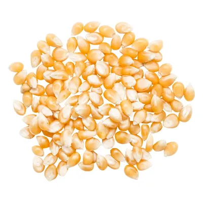 кукуруза для попкорна пинг-понг | Кукуруза, Попкорн, Посадка семян