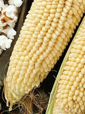 Отзыв о Кукуруза лопающаяся для приготовления попкорна \"Родные края\" |  Вкусный и быстрый снек.