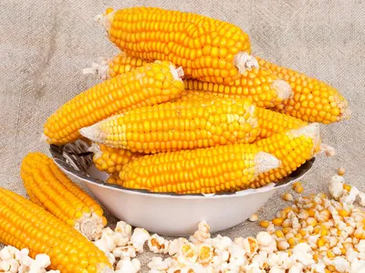 Кукуруза для попкорна — Agro HUB