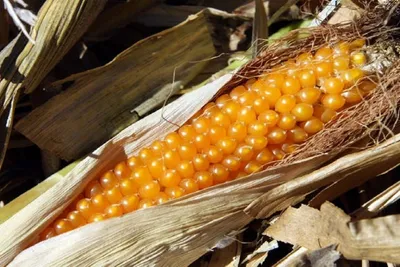 Семена кукурузы Попкорн купить в Украине | Веснодар