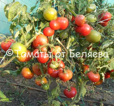 Куст помидора фото фотографии