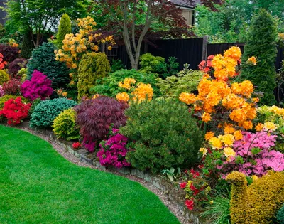 Красиво цветущие декоративные кустарники для сада. Описание с названиями и  фото.
