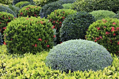 Кустарники для сада: декоративные виды цветущих многолетников для дачи, фото