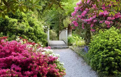 Цветущие кустарники для сада - фото и картинки: 67 штук