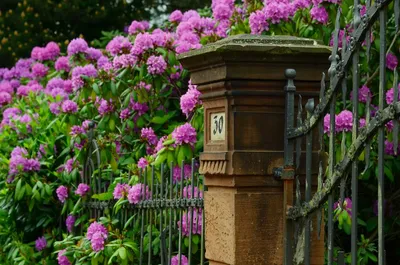 Список красиво цветущих кустарников для тенистого сада |Agro-Market24