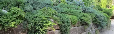 Кустарники, не требующие особого ухода - посадка, уход, фото, как вырастить  и собрать урожай - «Блог Флориум.юа» 2024