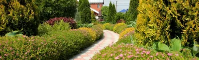 Декоративные кустарники для сада: обзор лучших и советы по посадке