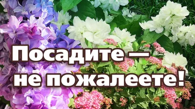 Декоративные цветущие кустарники для дачи - Бобёр.ру