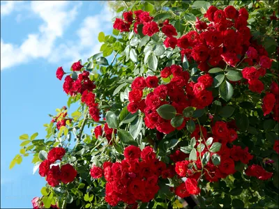 Ярко-красные кустовые розы на фоне голубого неба | Гроздья цветов | Розы в саду  сад огрод и розы Розы, шиповник, бутоны | м… | Цветущие кустарники,  Кустарники, Розы