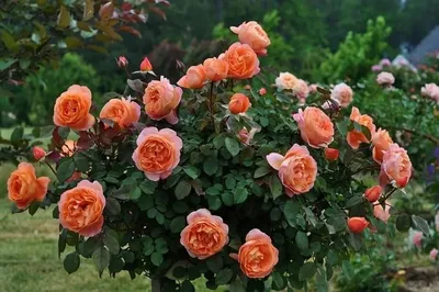 Особенности выращивания кустовых роз в саду