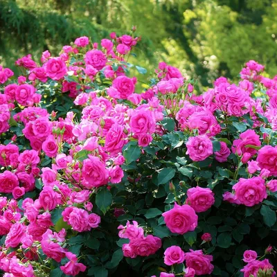Кустарниковые розы (38 фото) - 38 фото