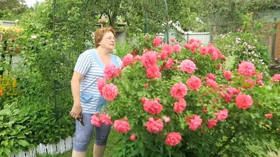 Черенкование кустовой розы и шаровидной туи 15 июня 2019 г. - YouTube