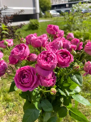 Купить кустовую розу Misty Bubbles в Минске | DI-Flowers.by