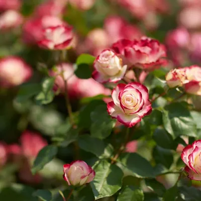 Цветы похожие на кустовые розы (47 фото) | Цветы, Розы, Красивые цветы