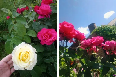 Как посадить розу, как обрезать розы, лучшие сорта роз с фото и названиями,  как посадить розу из букета, как вырастить розу из букета - 29 апреля 2022  - НГС