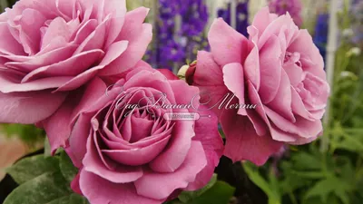 Букет 21 кустовая пионовидная роза Мисти Бабблз купить за 8 960 руб. с  круглосуточной доставкой | Мосцветторгком