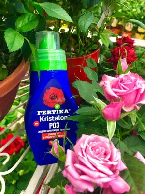 Уход за кустовыми розами в домашних условиях - АО «Фертика»