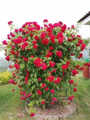 Отзыв о Кустовая роза | Дивные цветы - украшение любого сада