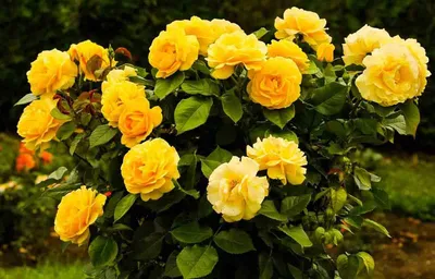 Букет из кустовых роз «Розы в саду» - интернет-магазин «Funburg.ru»