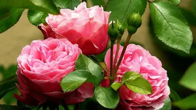 Корзина кустовых пионовидных роз Тайный сад | доставка по Москве и области