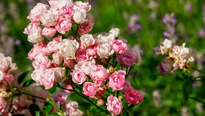 Кустовые розы в саду - 70 фото