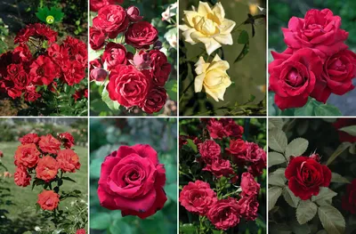 13 кустовых роз, артикул F1132842 - 3300 рублей, доставка по городу.  Flawery - доставка цветов в Сочи