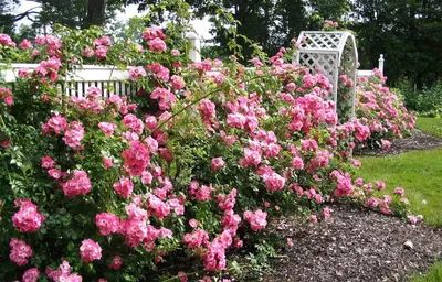 Сад роз города Бад Лангензальца. Фото