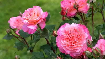 Кустовые розы: особенности выращивания - posadka.com.ua