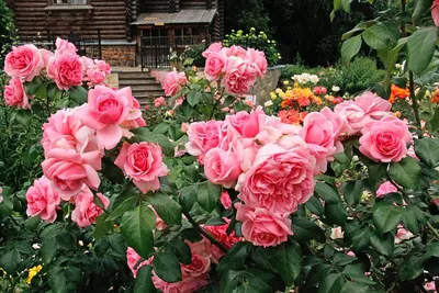 Посадите эти 3 кустовые розы. | Советы садоводам. | Дзен