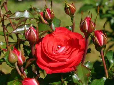 Розы в саду 2022. Плетистые и кустовые розы в вечернем саду. Лучшие сорта  роз. Розы в горшках. - YouTube
